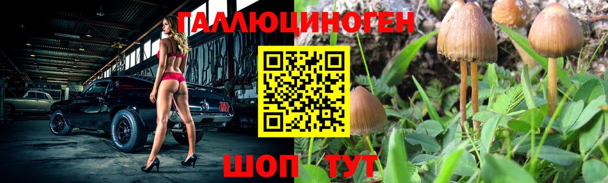 Псилоцибиновые грибы Psilocybe Тамбов
